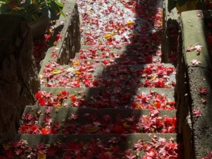 A stone staircase covered in bright red and yellow fallen maple leaves, illuminated by patches of sun and shadow, symbolizing the arrival of late autumn.