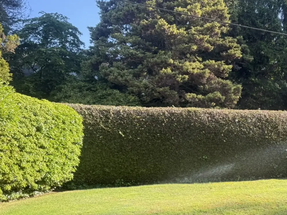 A tall, neatly manicured privacy hedge running along a green lawn being watered by an active lawn sprinkler mist on a sunny day, with dense evergreen trees in the background.