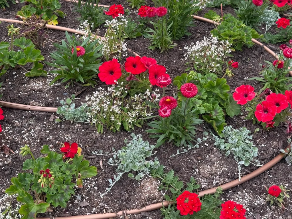 A curated flower bed filled with dark soil, red petunias, bright red geraniums, and delicate white accent flowers, neatly bordered by a brown flexible inline drip irrigation tubing ring.