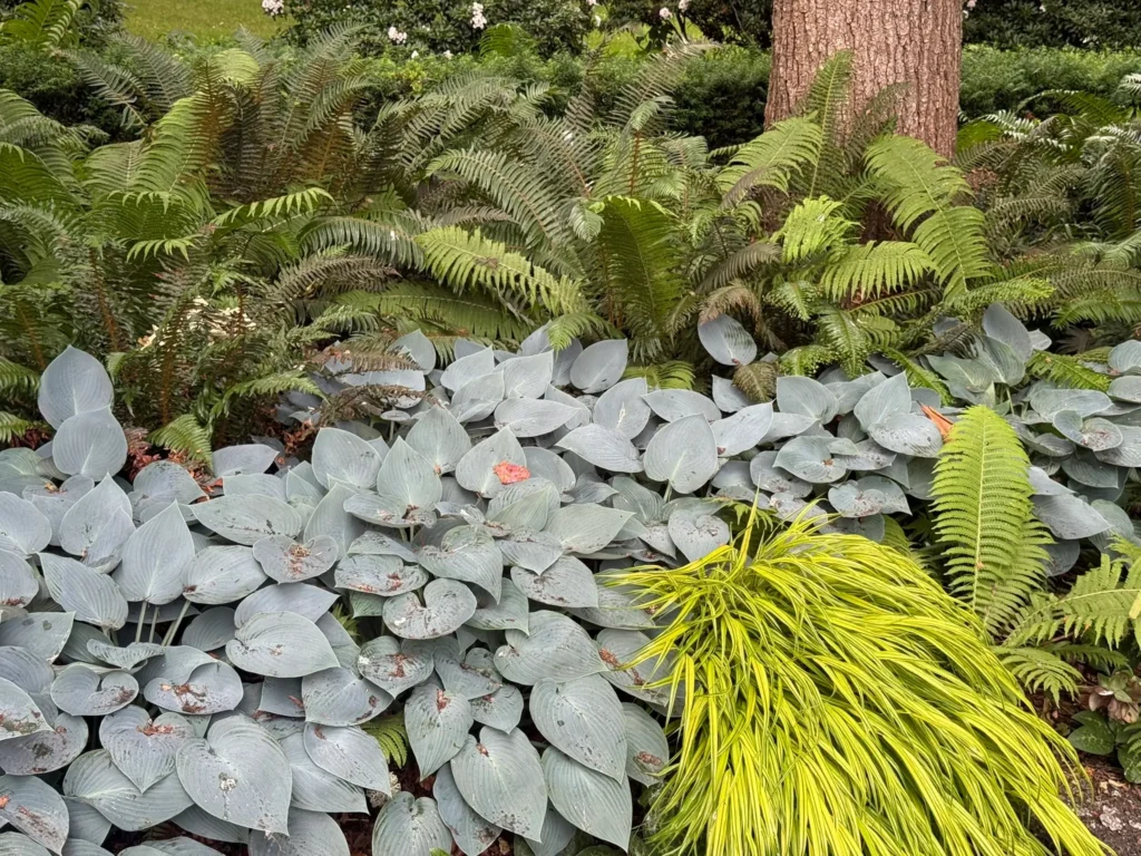 A dense, mixed shade garden bed featuring large blue-grey hostas, lush green sword ferns surrounding a tree trunk, and vibrant chartreuse Japanese forest grass in the foreground.