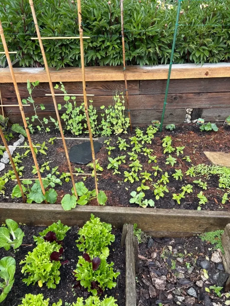 A multi-tiered wooden raised garden bed filled with dark soil, growing leafy green lettuce, young basil plants, climbing peas on bamboo trellises, and small squash vines.