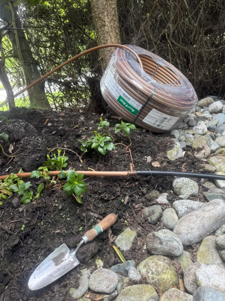 DIY sprinkler to drip irrigation conversion using Rain Bird tubing in a North Vancouver garden.